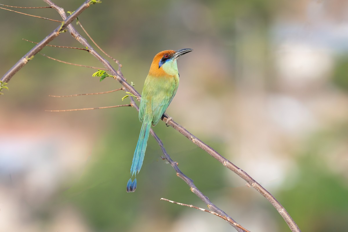 Russet-crowned Motmot - ML642673950
