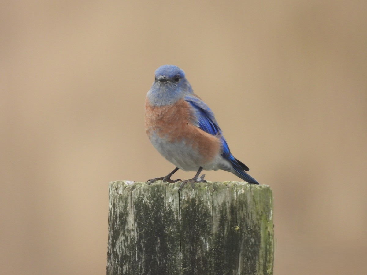 Western Bluebird - ML642673952