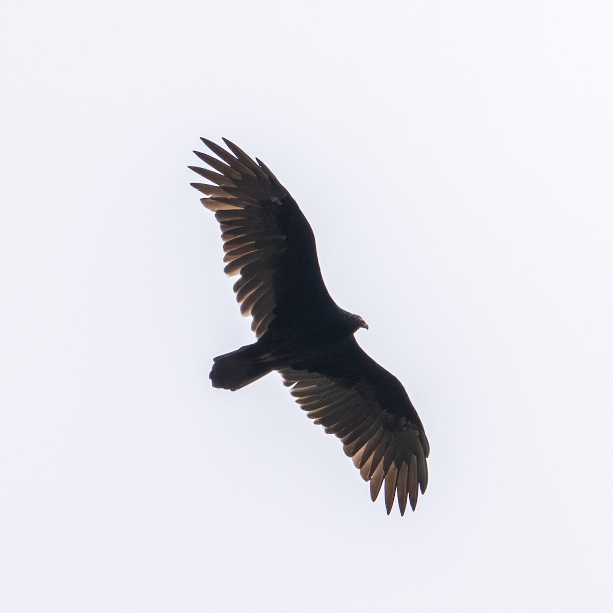 Turkey Vulture - ML642673955