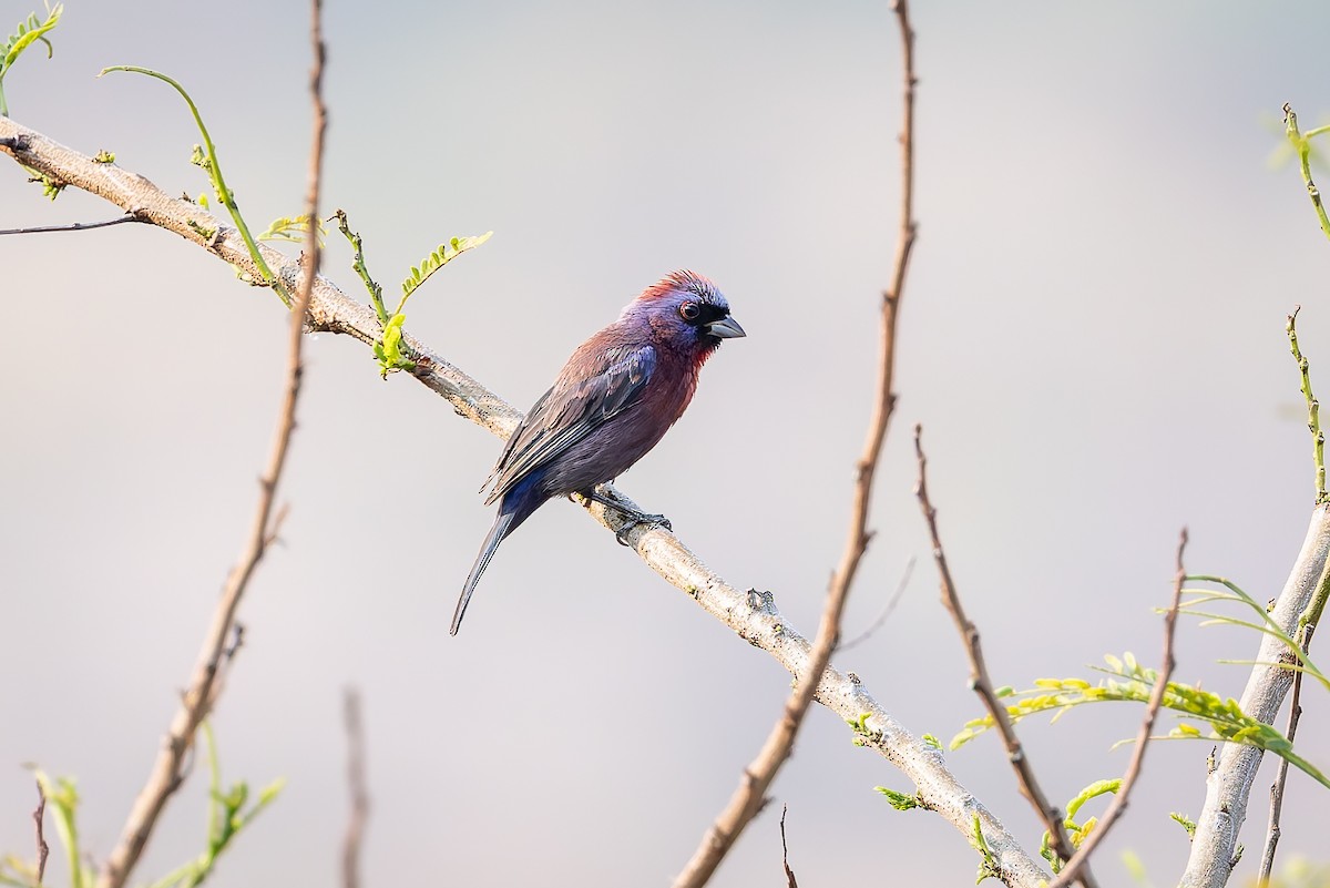 Varied Bunting - ML642673960