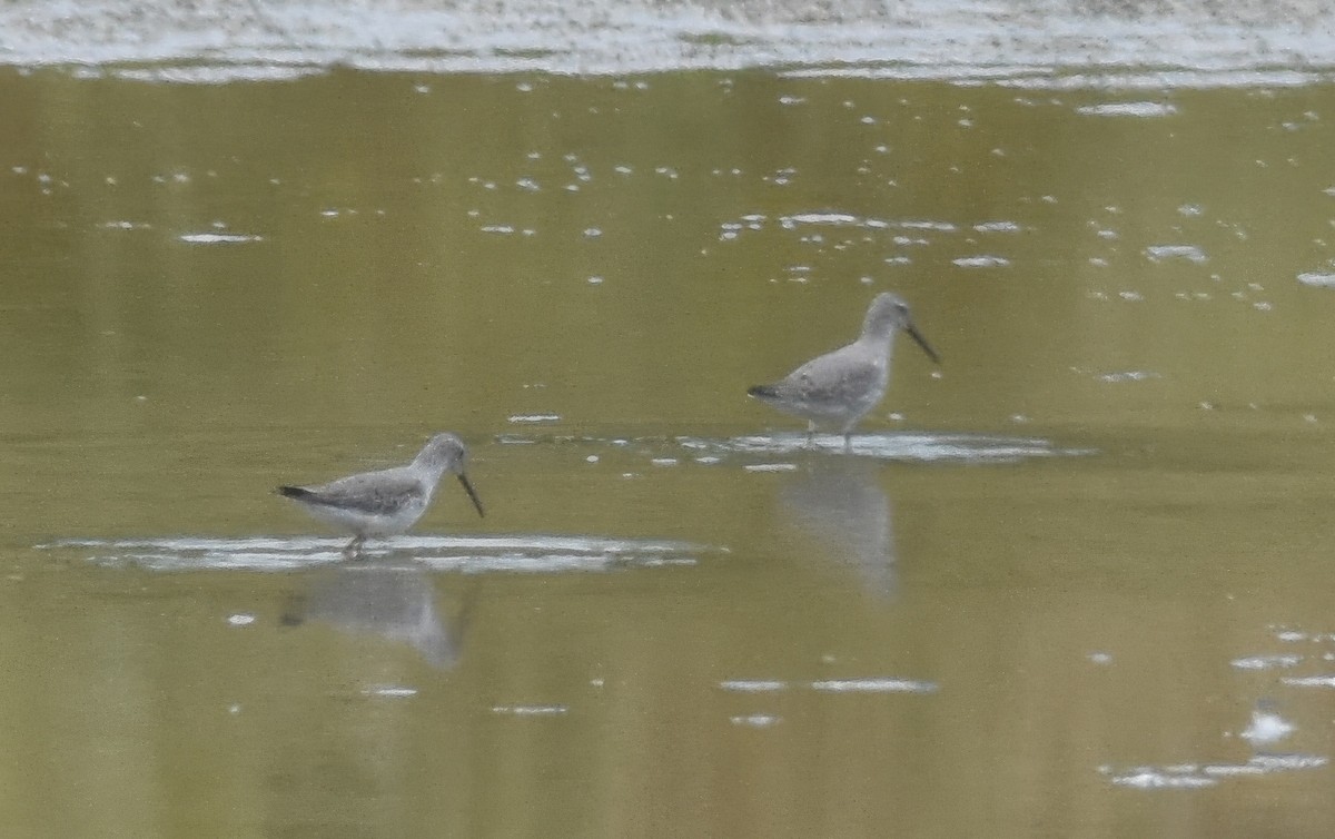 Stilt Sandpiper - ML642673962