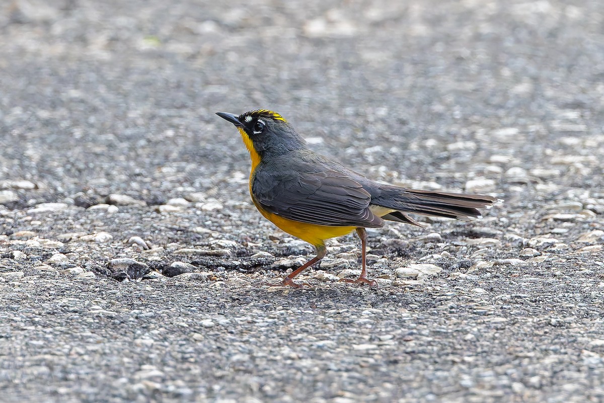 Fan-tailed Warbler - ML642673963