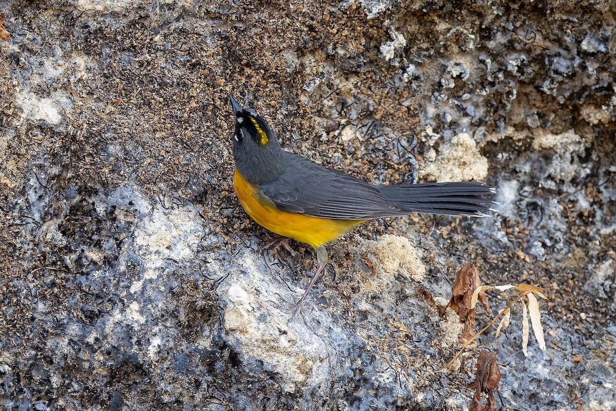 Fan-tailed Warbler - ML642673964