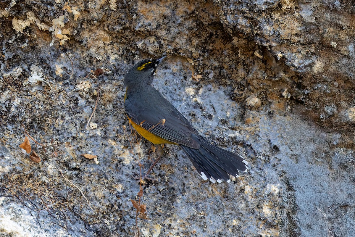 Fan-tailed Warbler - ML642673965