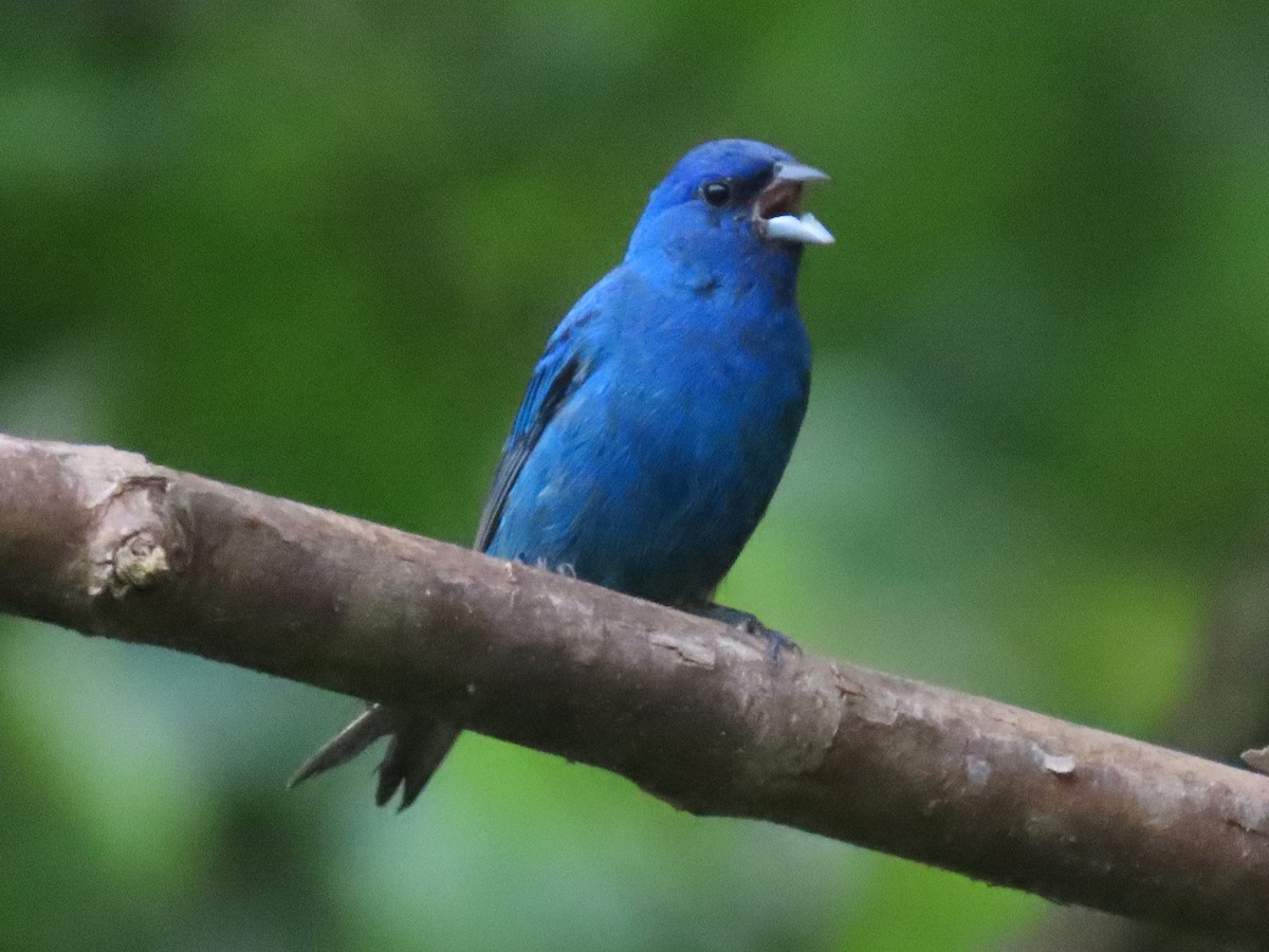 Indigo Bunting - ML642673966
