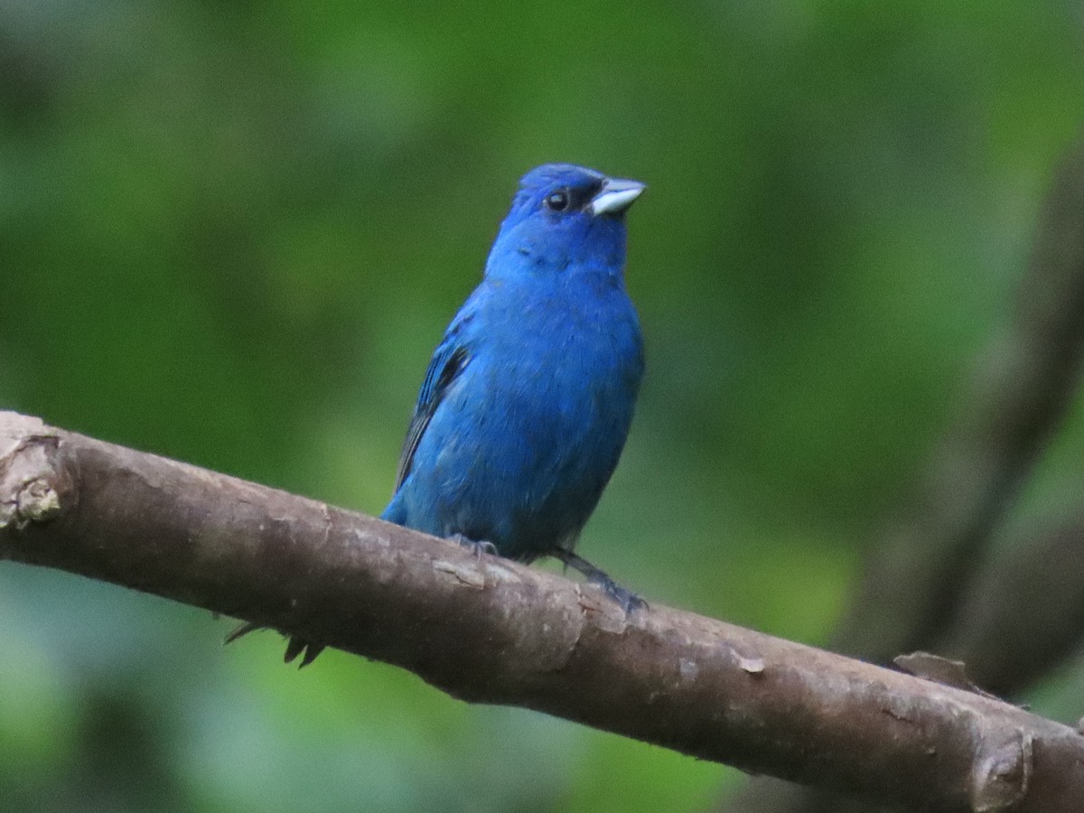 Indigo Bunting - ML642673967