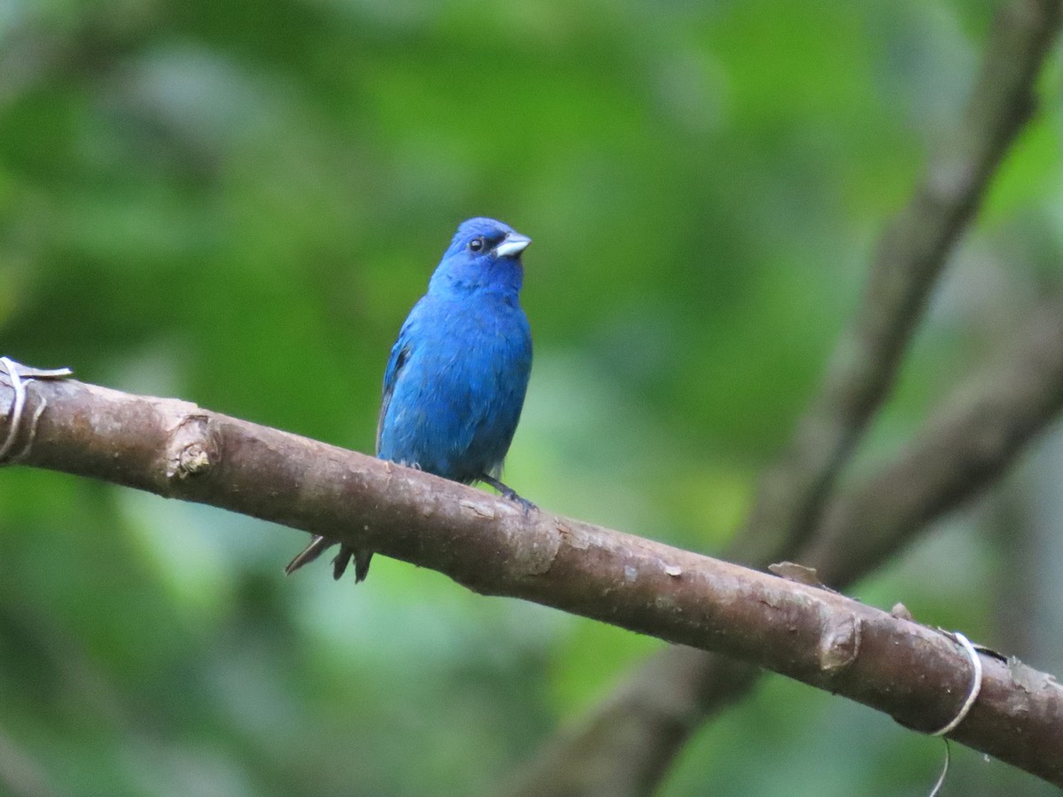 Indigo Bunting - ML642673968