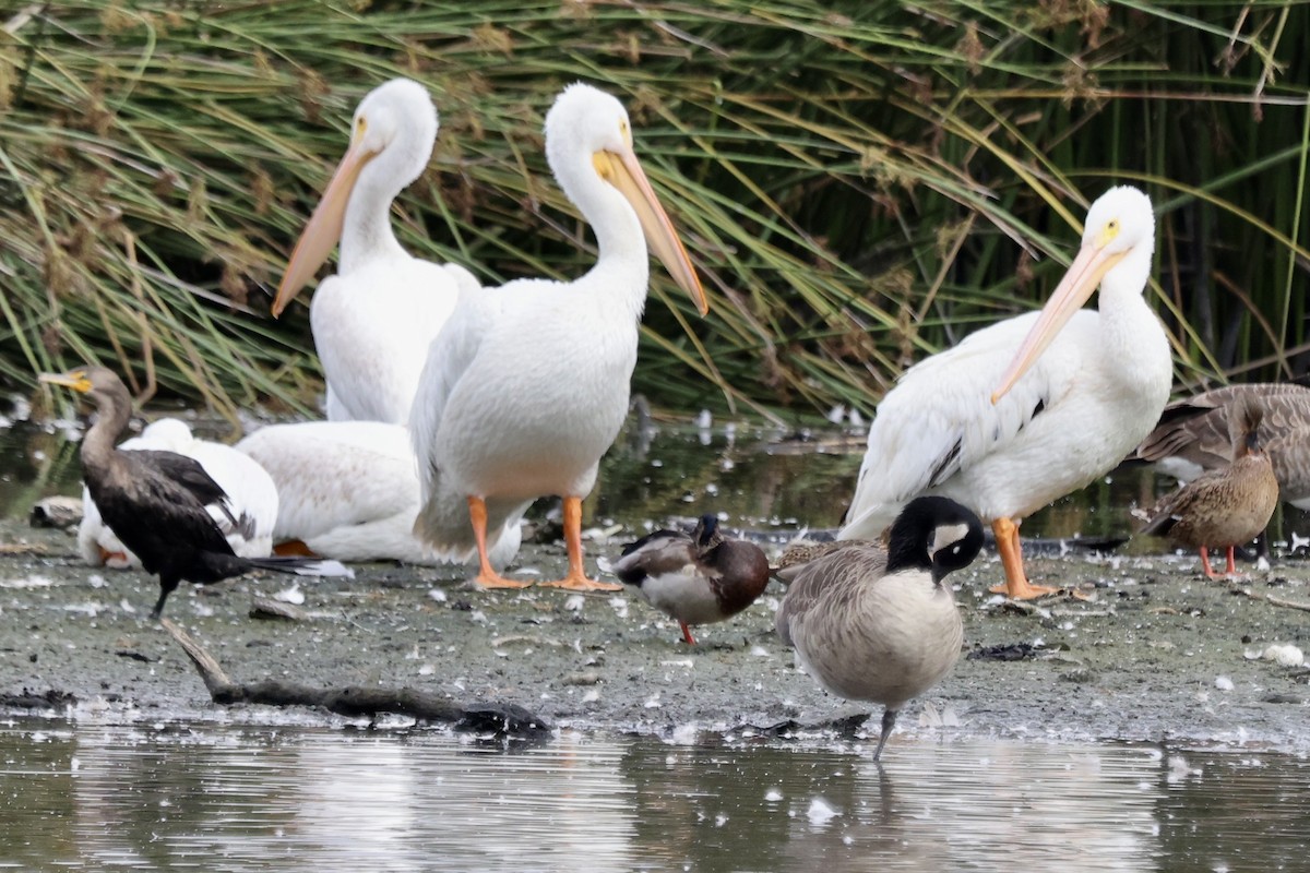 American White Pelican - ML642673971