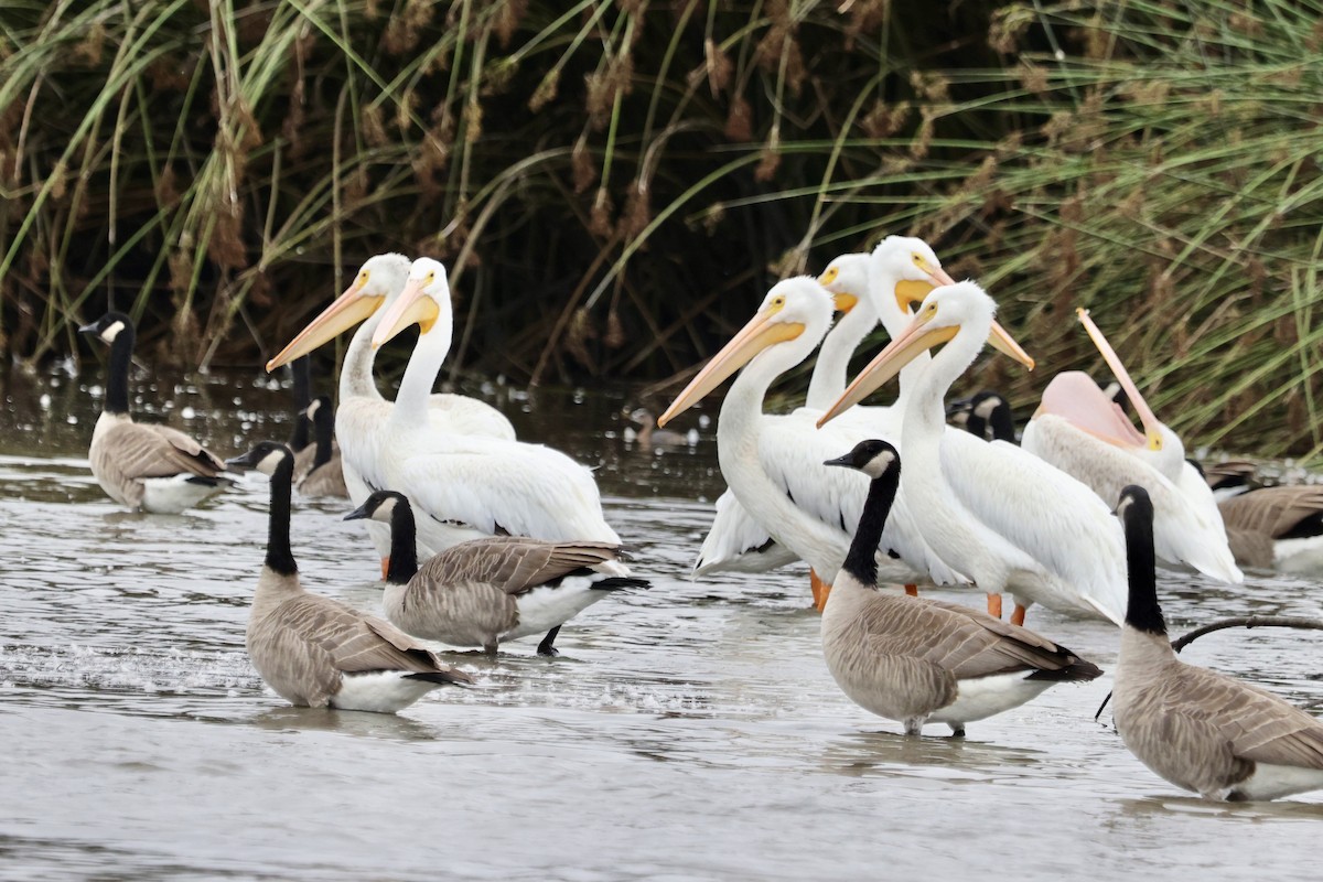 American White Pelican - ML642673972