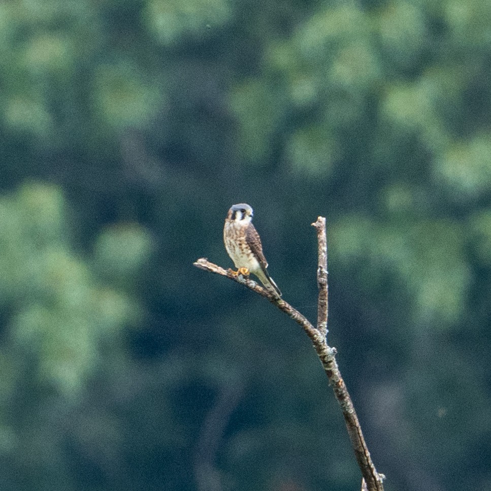 American Kestrel - ML642673974