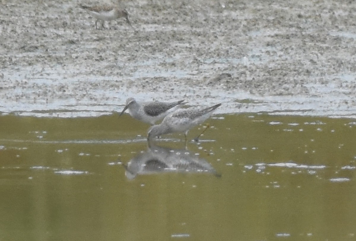 Stilt Sandpiper - ML642673976