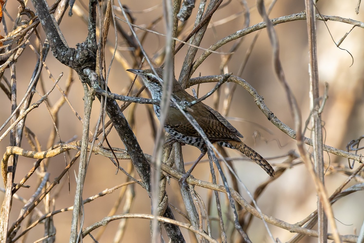 Banded Wren - ML642673977