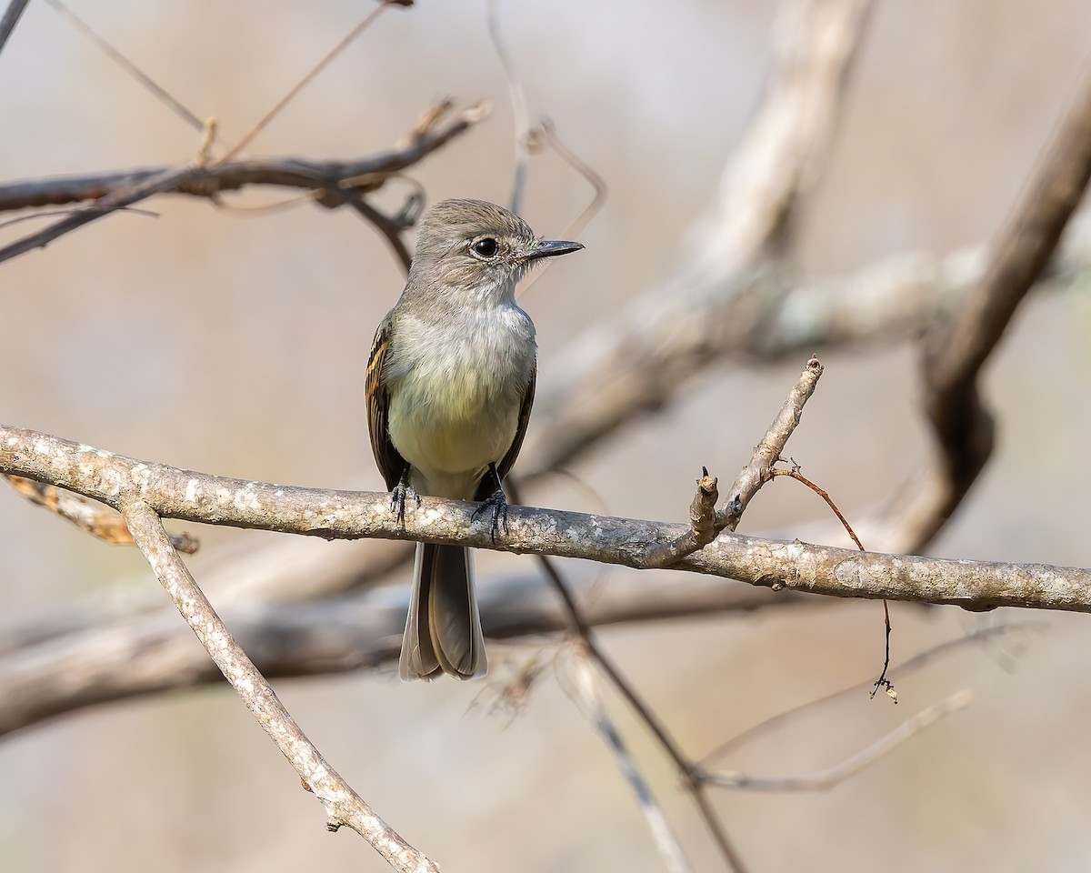 Flammulated Flycatcher - ML642673980