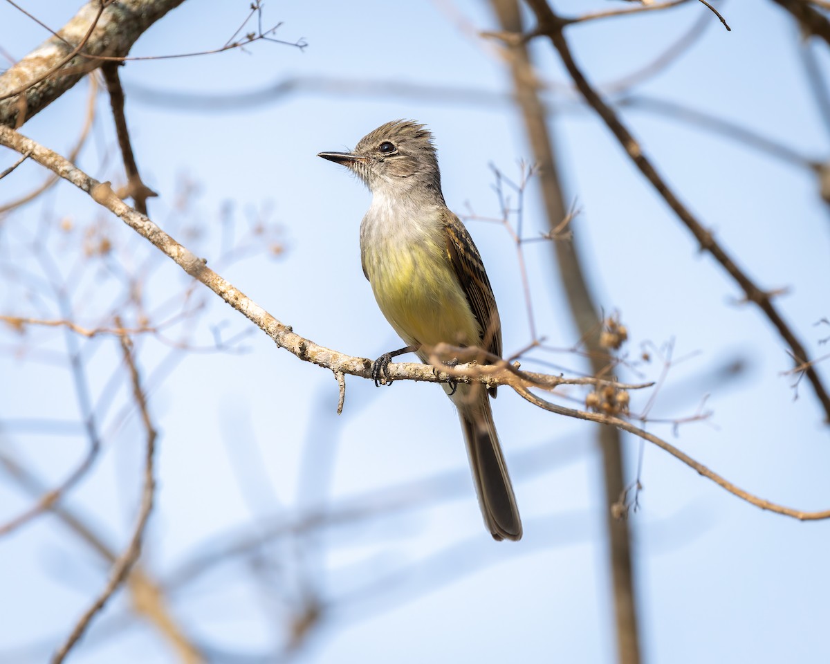 Flammulated Flycatcher - ML642673981