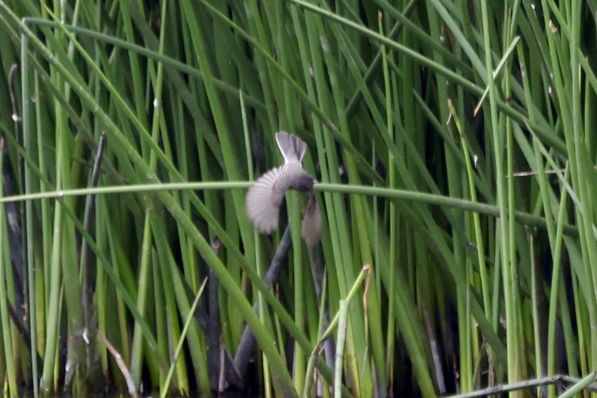 Black Phoebe - ML642673983