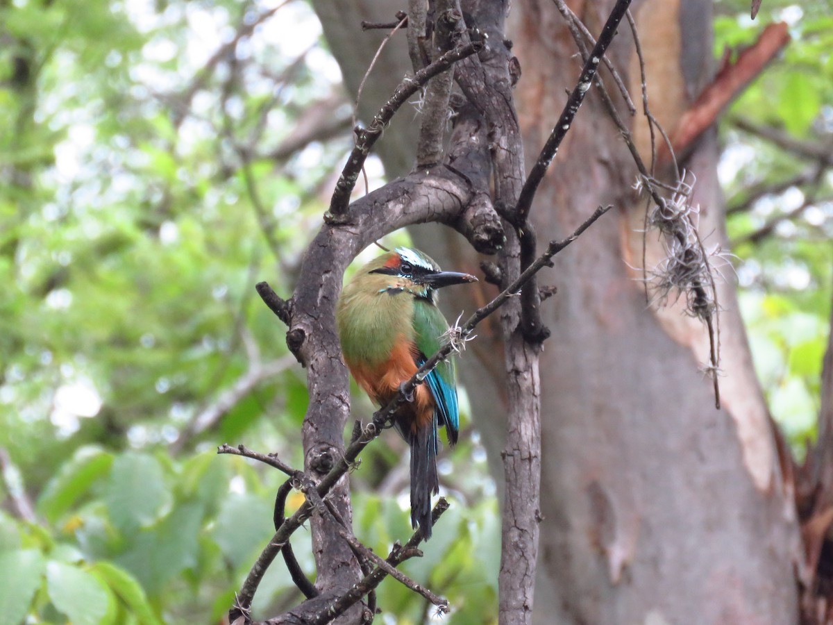Turquoise-browed Motmot - ML642673987