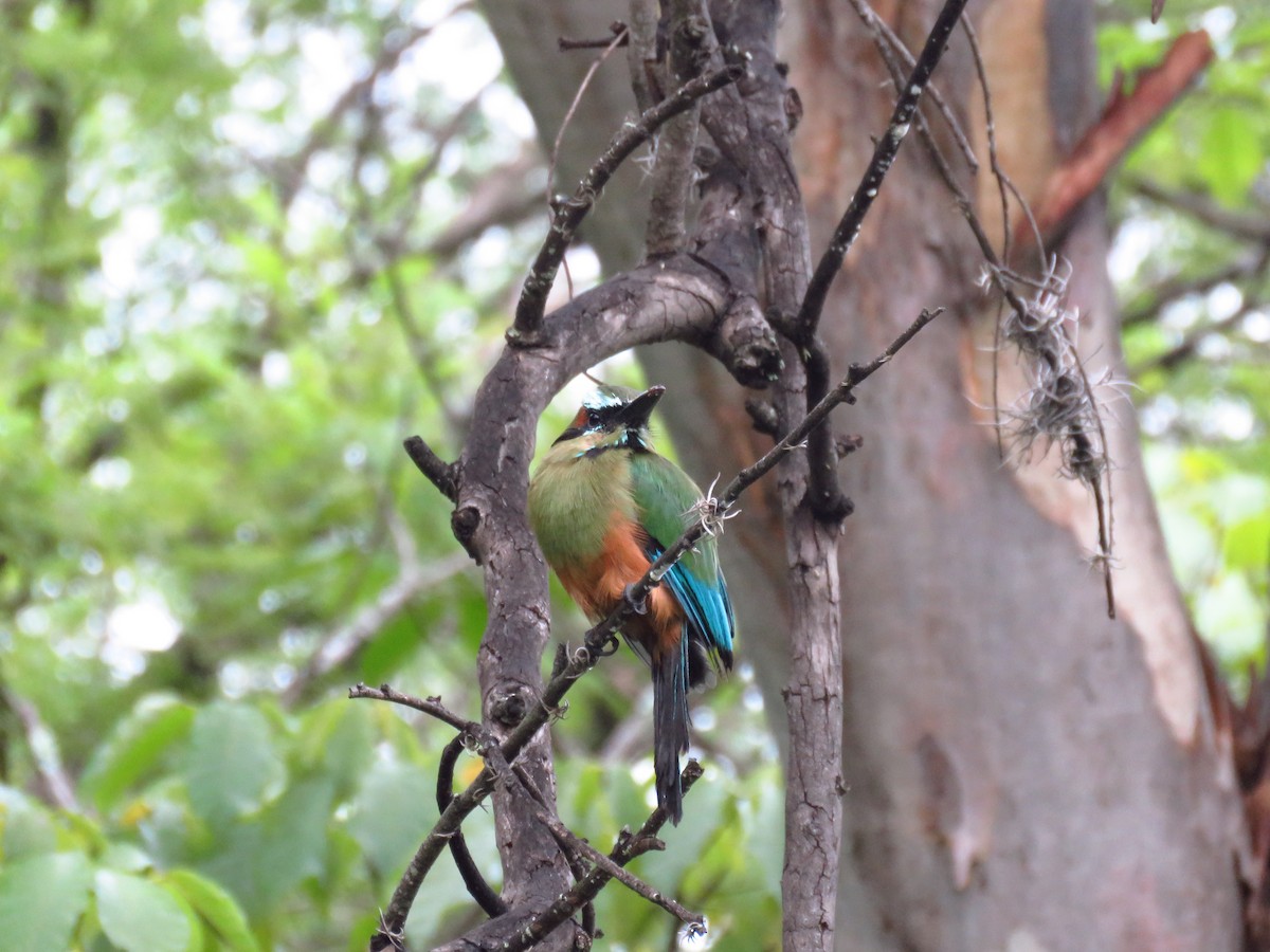 Turquoise-browed Motmot - ML642673989