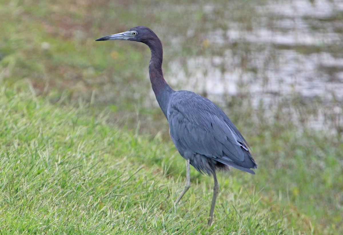 Little Blue Heron - ML642673991