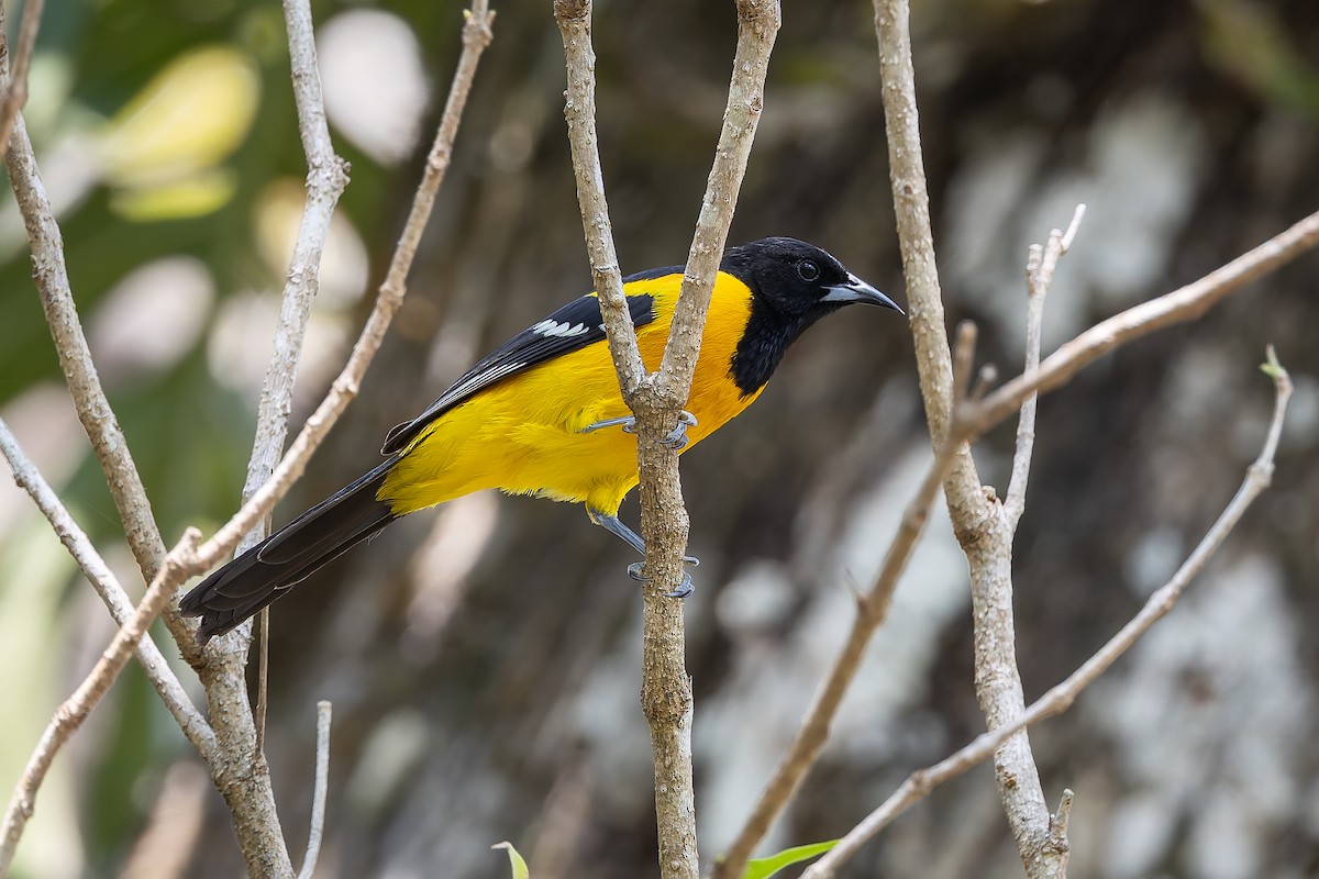 Bar-winged Oriole - ML642674003