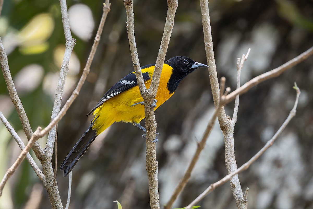 Bar-winged Oriole - ML642674004