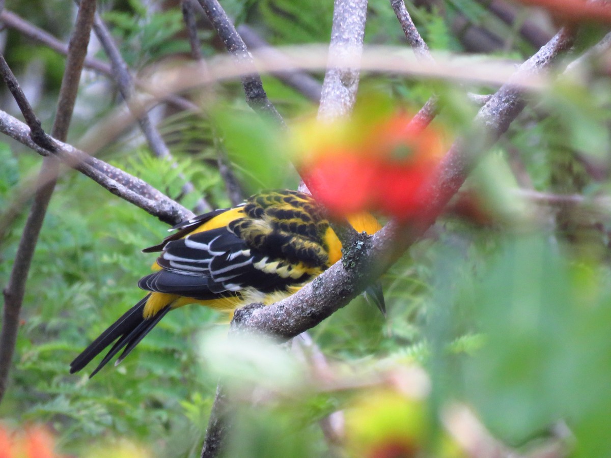 Streak-backed Oriole - ML642674016
