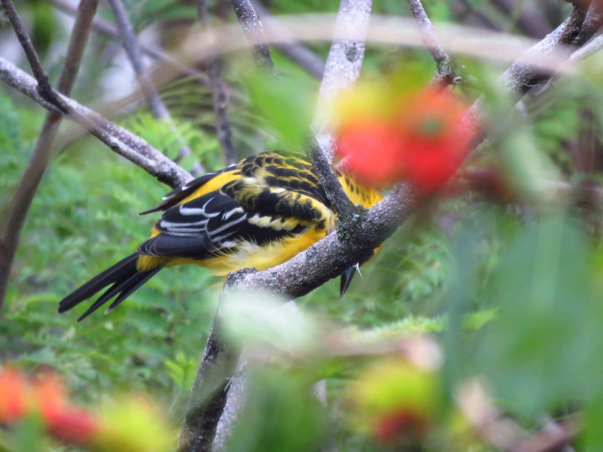 Streak-backed Oriole - ML642674017