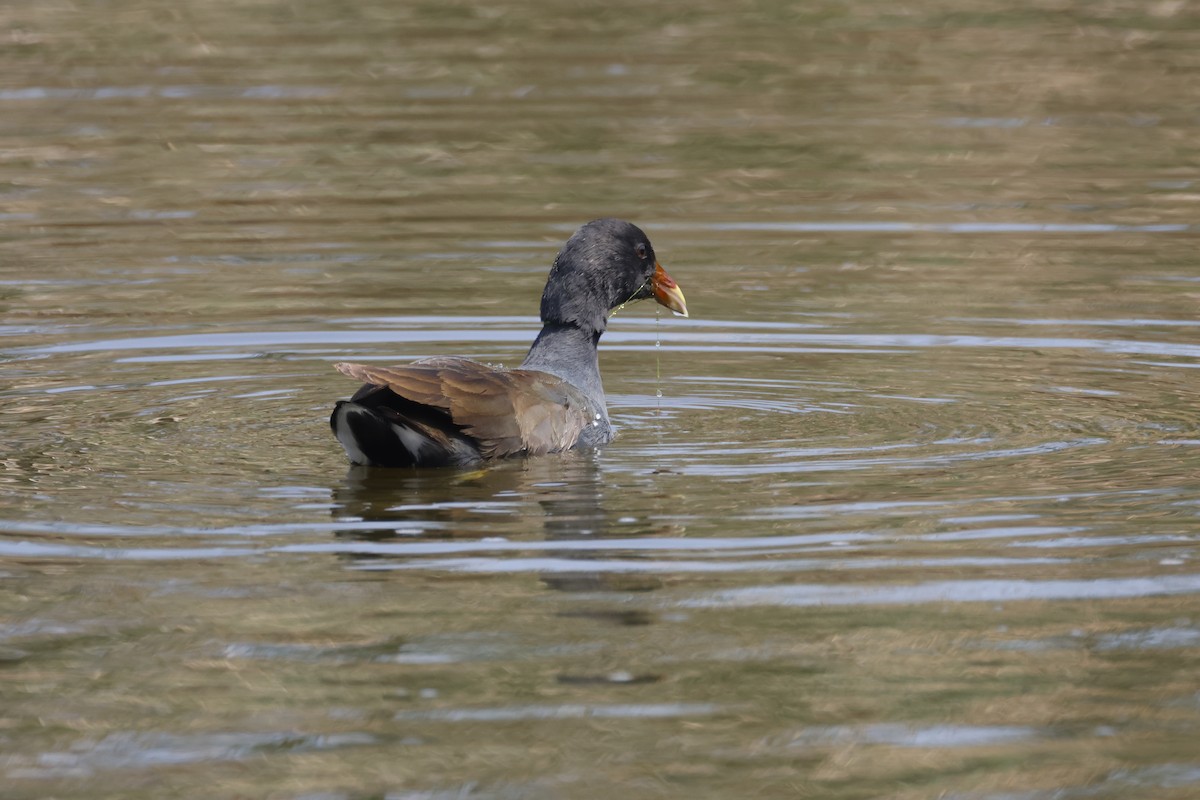 Common Gallinule - ML642674026