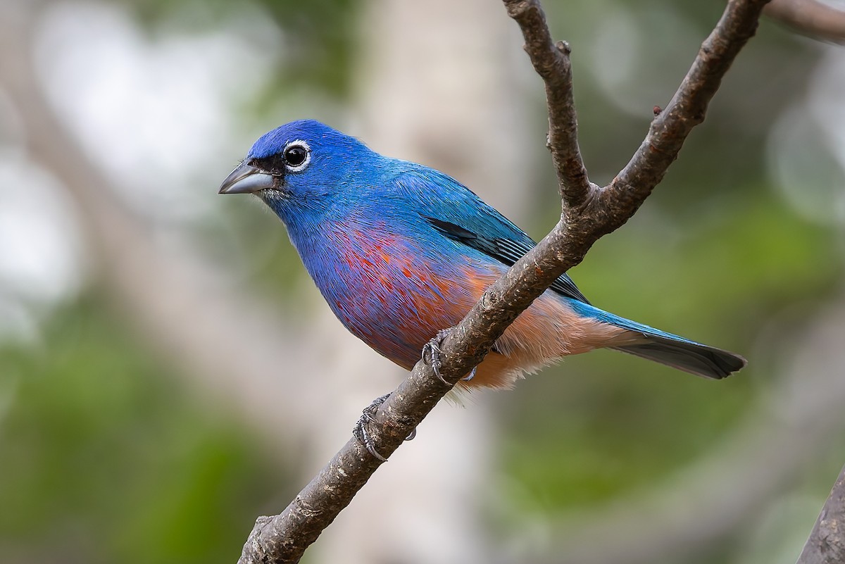 Rose-bellied Bunting - ML642674034