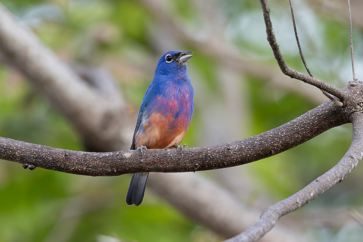 Rose-bellied Bunting - ML642674035