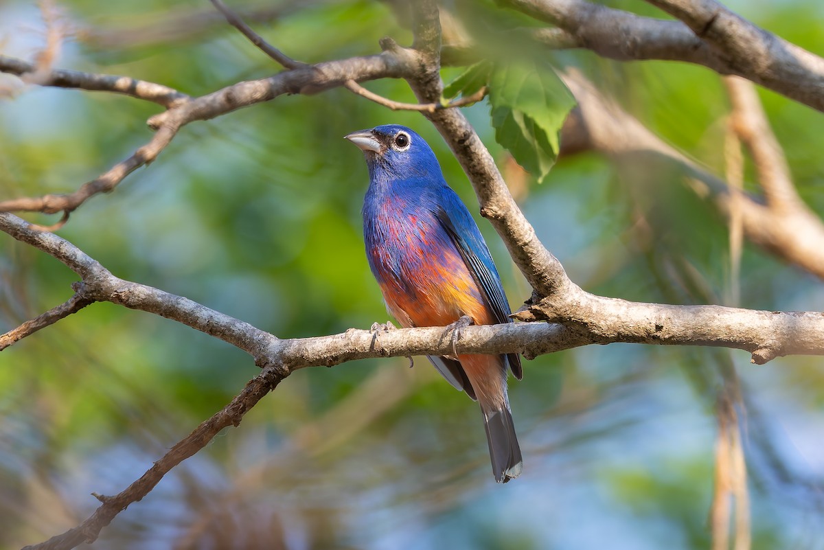 Rose-bellied Bunting - ML642674037