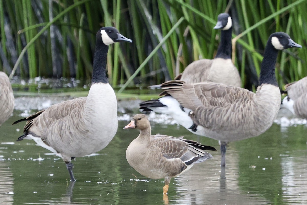 Canada Goose - ML642674041
