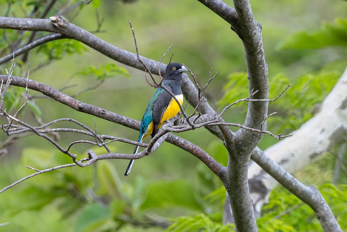 Citreoline Trogon - ML642674042