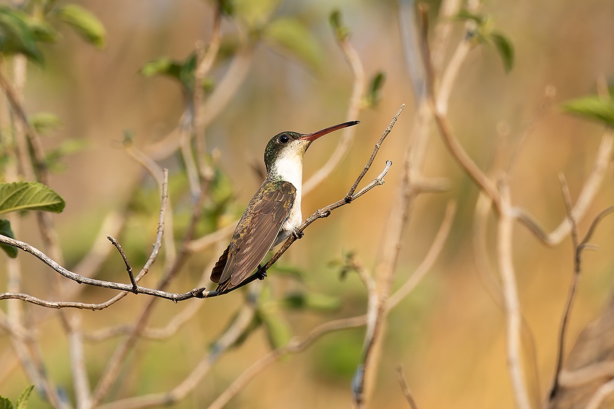 Green-fronted Hummingbird (Green-fronted) - ML642674058