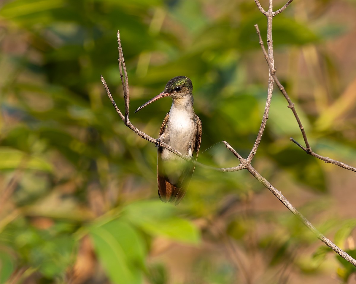 Green-fronted Hummingbird (Green-fronted) - ML642674059