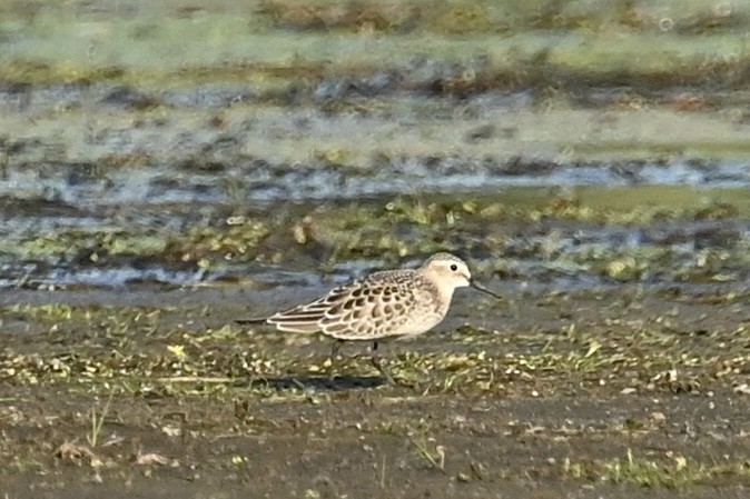 Baird's Sandpiper - ML642674061