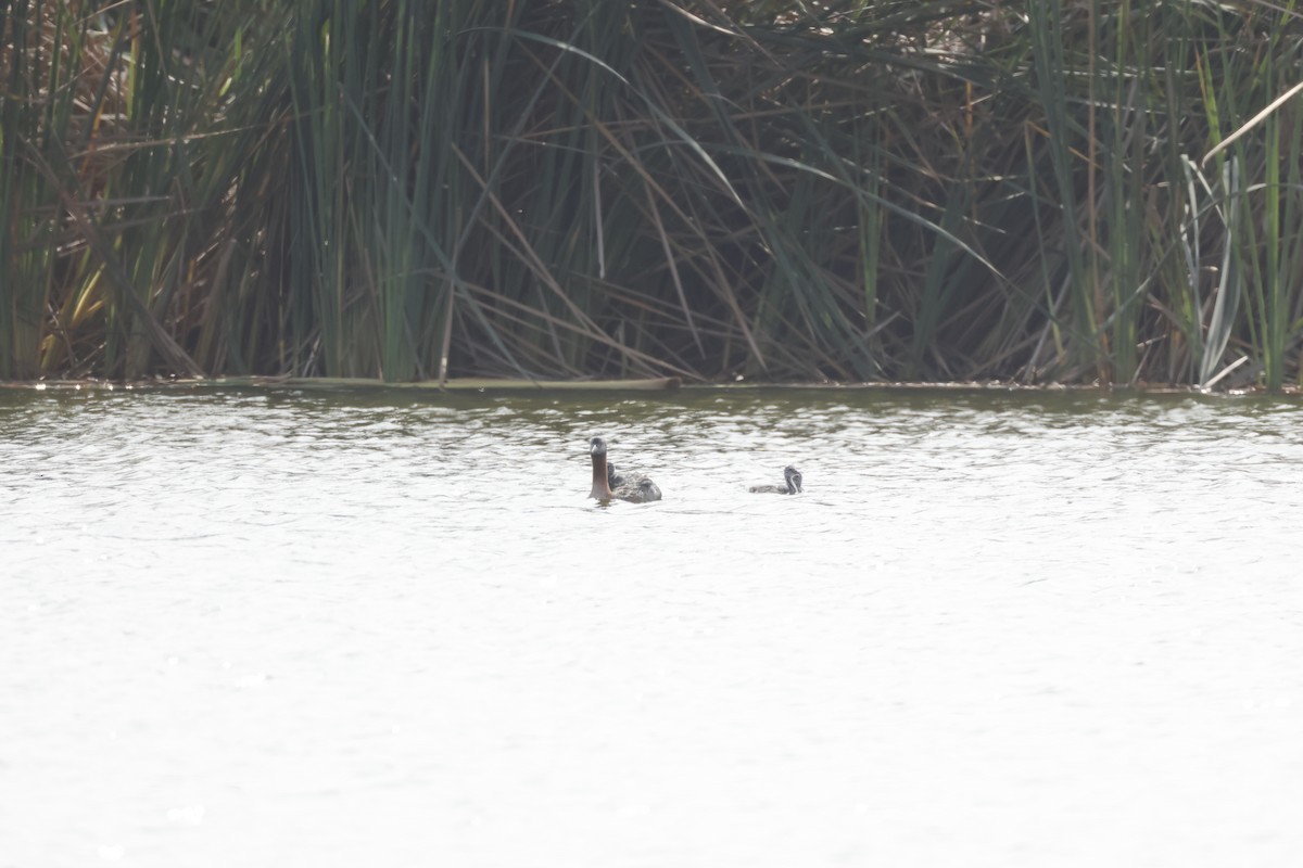 Great Grebe - ML642674064