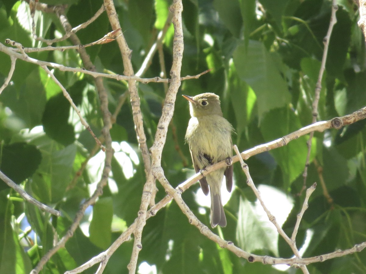 Western Flycatcher (Cordilleran) - ML642674067