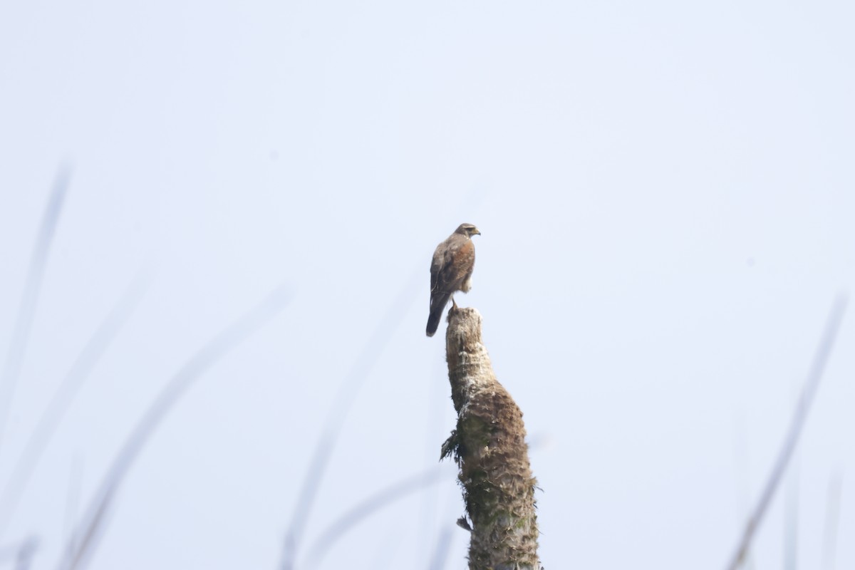 Harris's Hawk - ML642674089