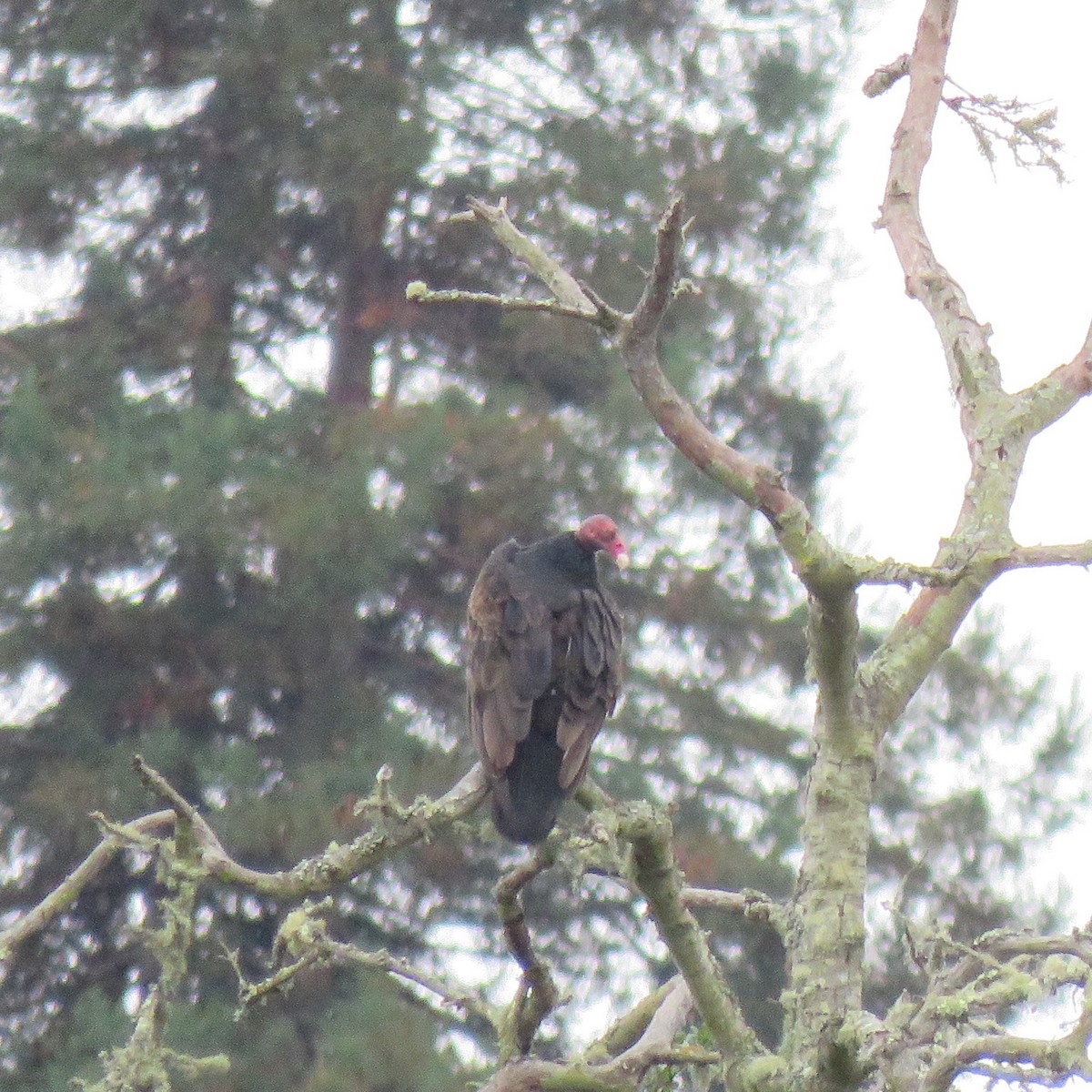 Turkey Vulture - ML642674095