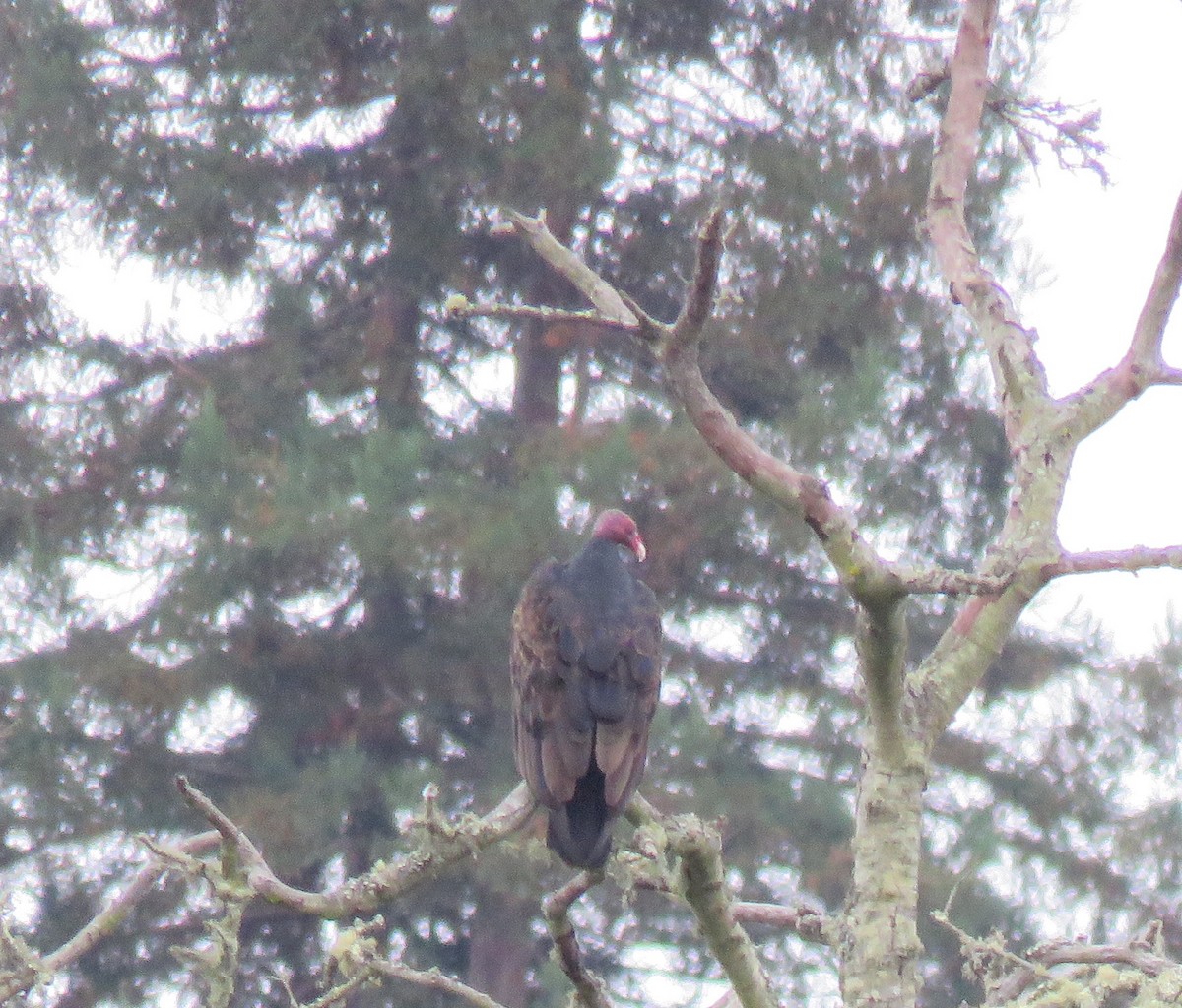 Turkey Vulture - ML642674096