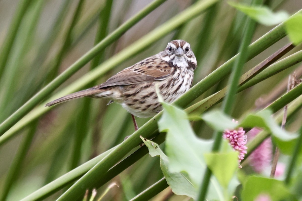 Song Sparrow - ML642674110