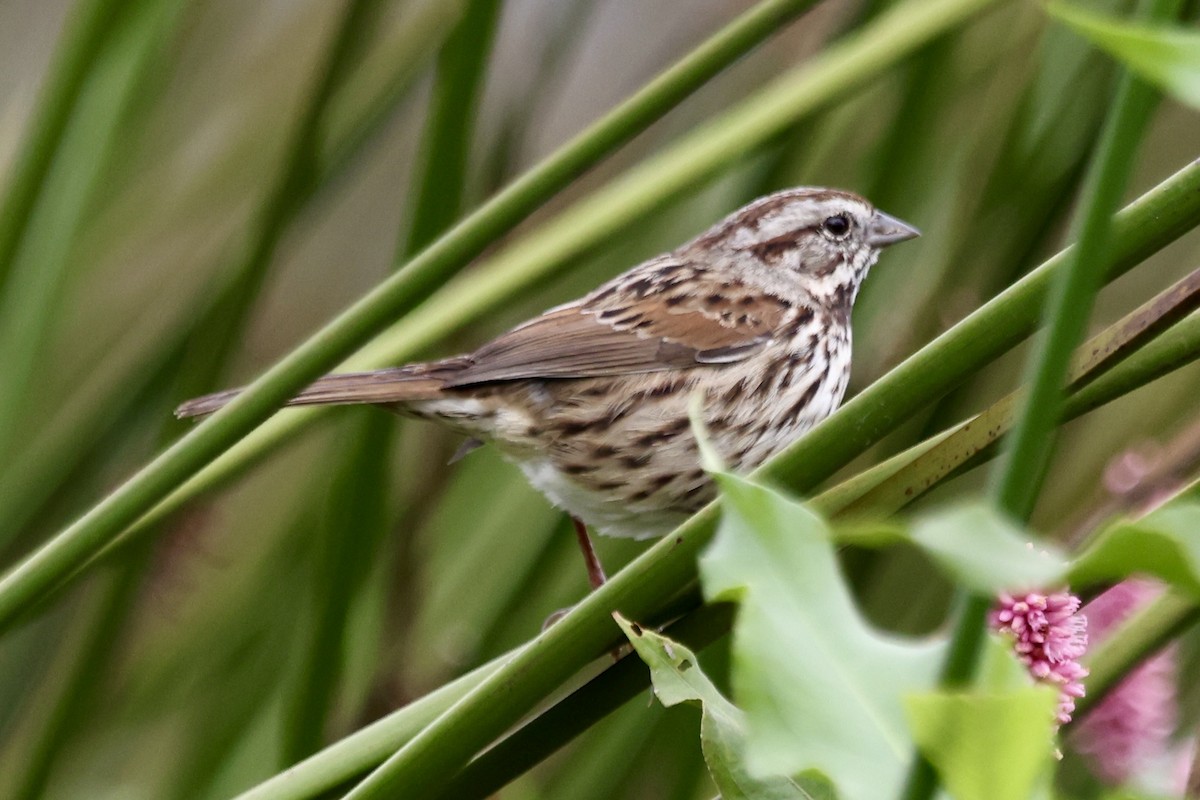 Song Sparrow - ML642674111