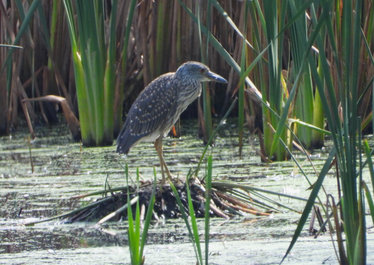 Yellow-crowned Night Heron - ML642674116