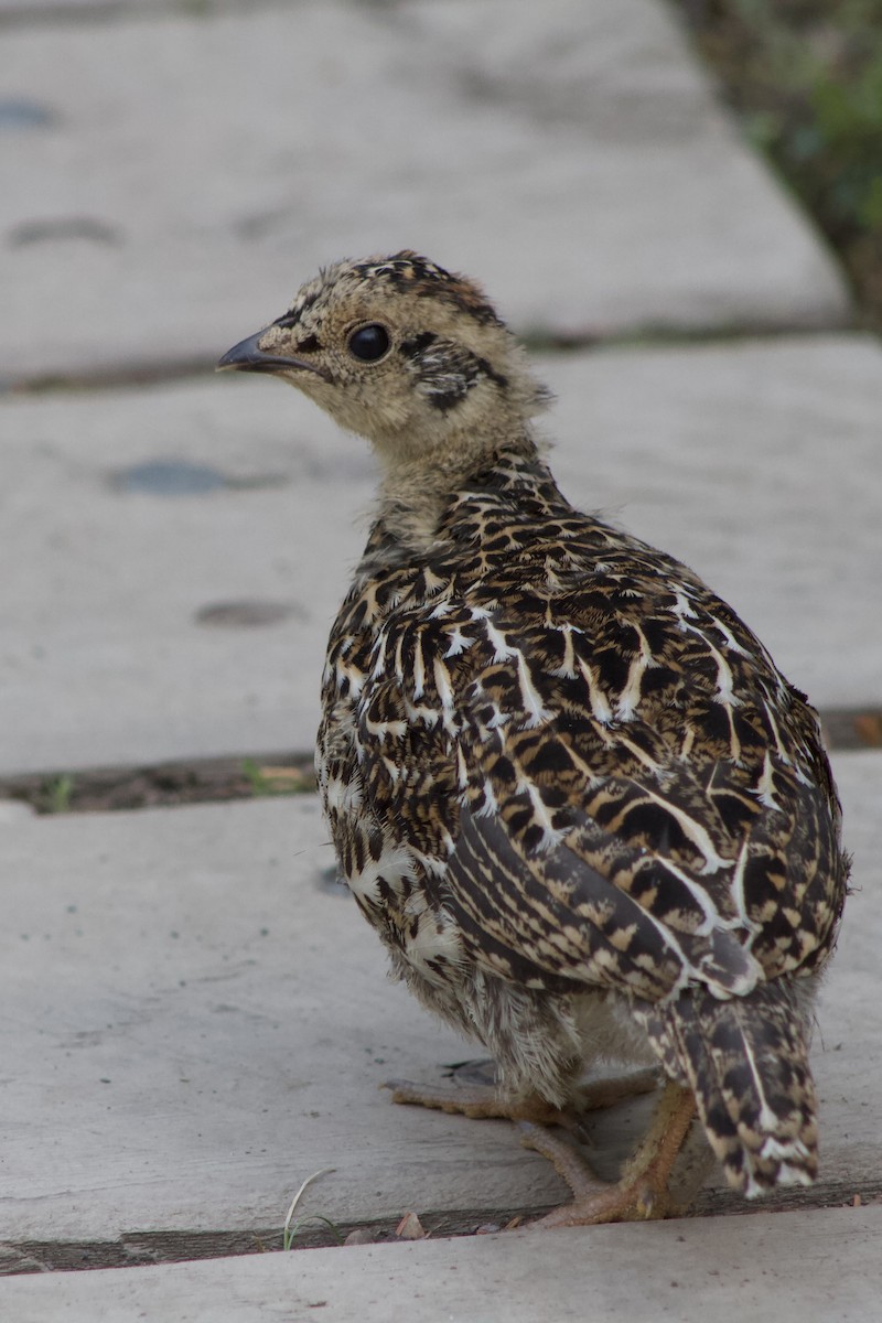 Spruce Grouse - ML642674118