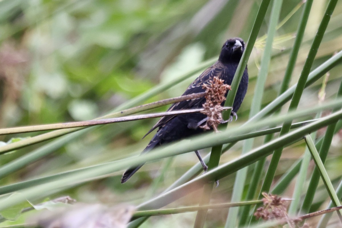 Red-winged Blackbird - ML642674121