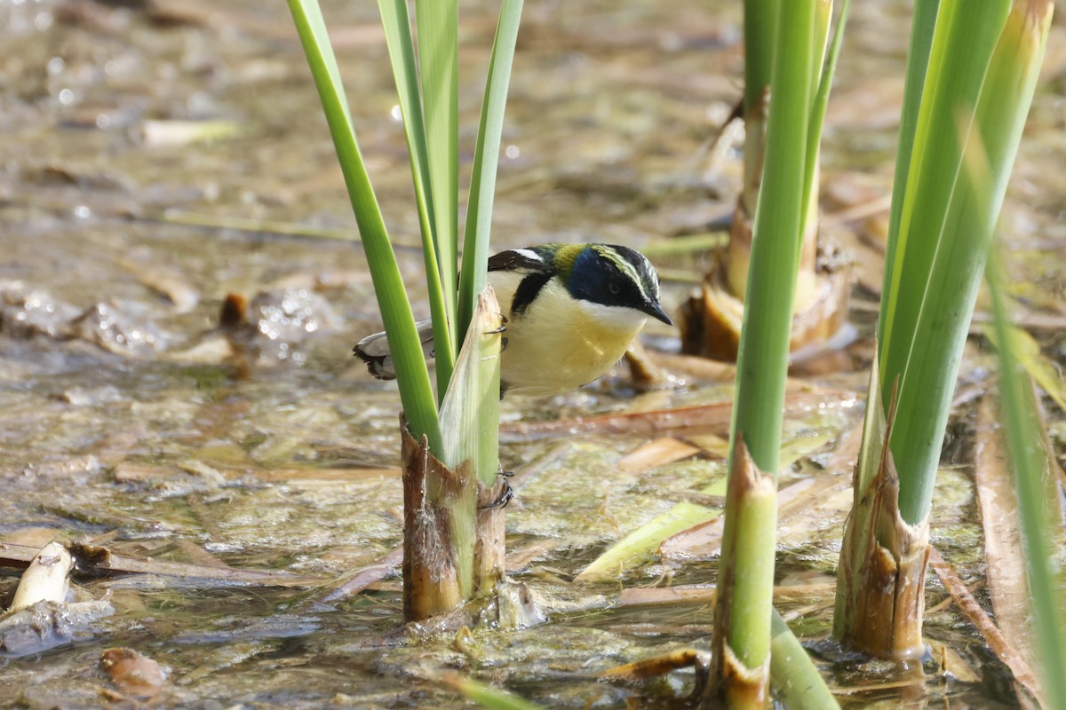 Many-colored Rush Tyrant - ML642674127