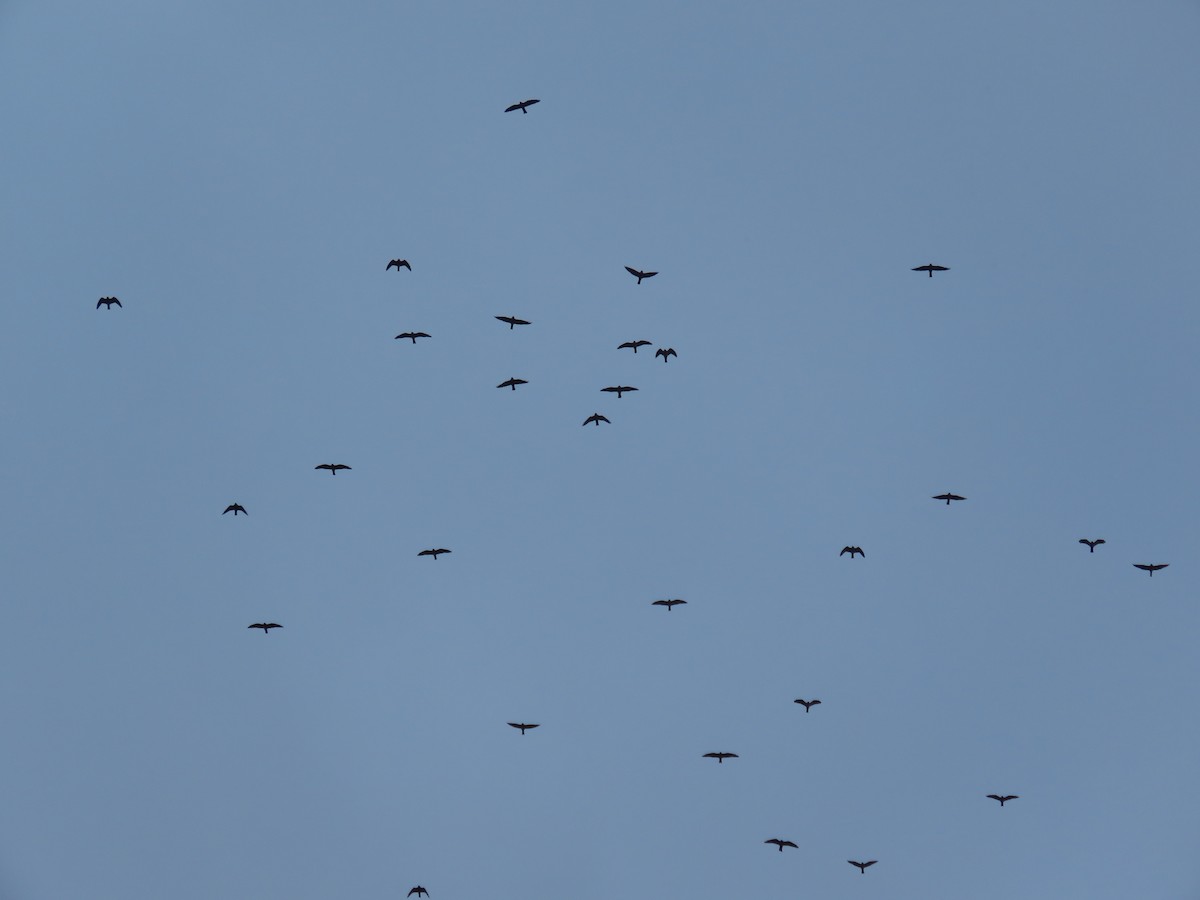 Mississippi Kite - ML642674133