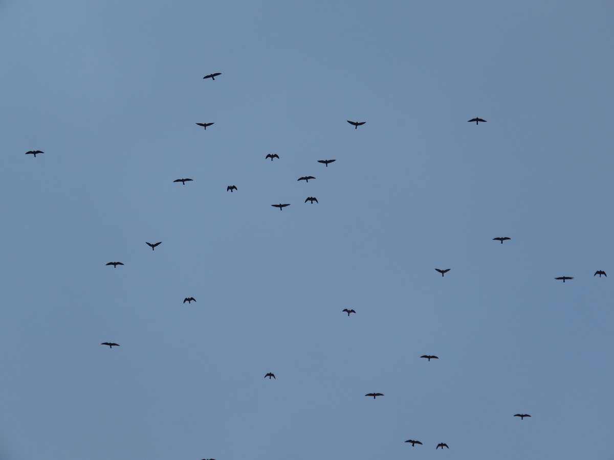 Mississippi Kite - ML642674134