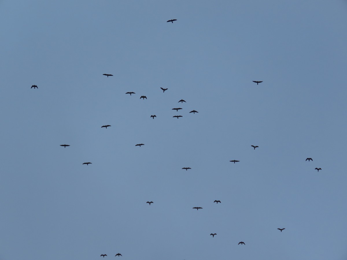 Mississippi Kite - ML642674135