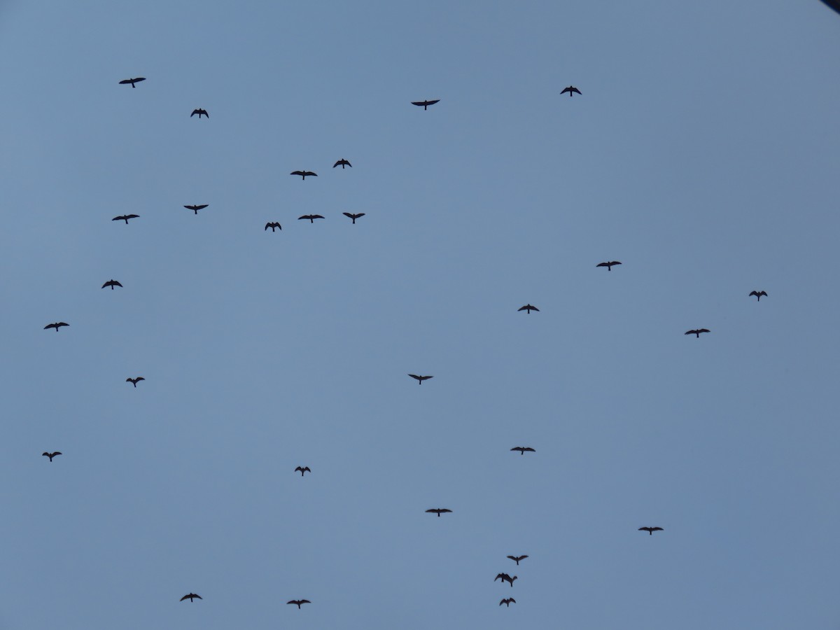 Mississippi Kite - ML642674136